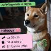 Hahaoya w ca. 4 Jahre 40cm auf Pflegestelle in Mayen Aktualisiert 25. Feb.