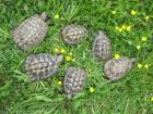 Griechische Landschildkröten