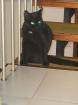 BKK Bombay mix schwarz