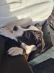 American Pitbull Terrier Welpe