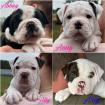 Old englisch Bulldog OEB Welpen zu verkaufen