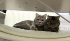 Zwei BKH Katzen suchen ein neues zu Hause