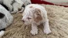 Lagotto Romagnolo Welpen