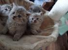 Reinrassige süße Britisch-Kurzhaar Kitten warten auf Dich