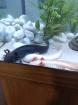 Axolotl Jungtiere eigene Zucht MV