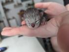 Bkh/Scottish Fold Mix Kitten abzugeben