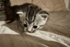 Kitten Britisch Kurzhr Mix