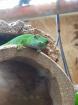 Phelsuma Grandis Madakaskar Taggecko