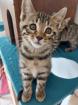 Maine coon/ bengal kitten
