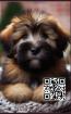 Briard Notizbuch Buch Das perfekte Geschenk für Hunde Liebhaber Fans Heft m