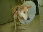 Claus von Schmerzen gepeinigt