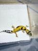 Leopardgecko Weibchen