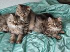 4 Süßes BKH und BLH-Kitten