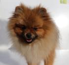 Rote Pomeranian Hündin 8 Mon. m. Ahnentafel FCI sucht ein neues zu Hause kenn