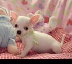 Wunderschöne Chihuahua-Welpen zu Verkaufen
