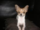 Schöner Mini Chihuahua Welpe Rüde