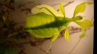 Wandelnde Blätter Phyllium Philippinicum Nachwuchs