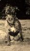 Willow Mein Leben als Hund