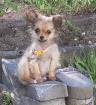 Reinrassige Chihuahua Mädchen