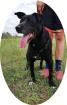 FRIDERIKA - 55 cm - TRAUMHUND IN NOT aus dem Tierschutz
