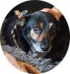 KAZIMIR - 30 cm - CHIHUAHUA mIX IN NOT IN DEUTSCHLAND aus dem Tierschutz