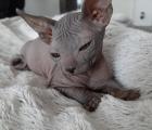 Don. Sphynx Katzenbaby