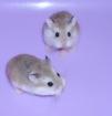 Junge Zwerghamster kleine Hamster