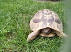 Griechische Landschildkröte NZ 2022