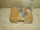 Hamsterhaus Haus für Zwerghamster und Hamster