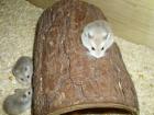 Holztunnel für Hamster und Zwerghamster ca. 20 cm lang