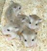 Kleine Zwerghamster abzugeben junge Hamster