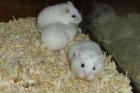 Weiße Zwerghamster abzugeben junge Hamster