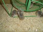 Laufrad für Hamster 17 cm Hamsterrad
