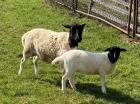 Dorper Schaf mit Lamm weiblich