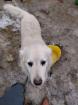 Gnadenhof 2 ältere Golden Retriever kern gesund