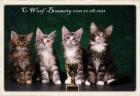 Maine Coon Kitten können anzeigen