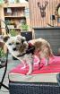 Klein bleibender Welpe oder Hund gesucht