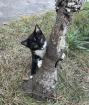 Kleiner lieber Kater abzugeben