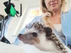Afrikanischer Weißbauchigel abzugeben in liebevolle Hände 7 Monate alt