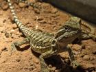 Zwergbartagame kleiner minidino mit Charmefaktor 1000