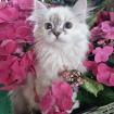 Süße Ragdoll Kitten