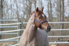 AQHA / APHA Deckhengst